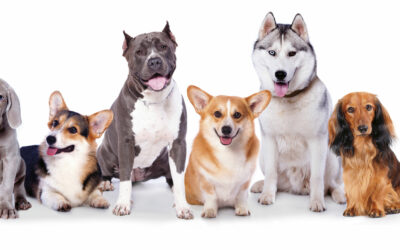 Présentation des 10 groupes de races de chiens