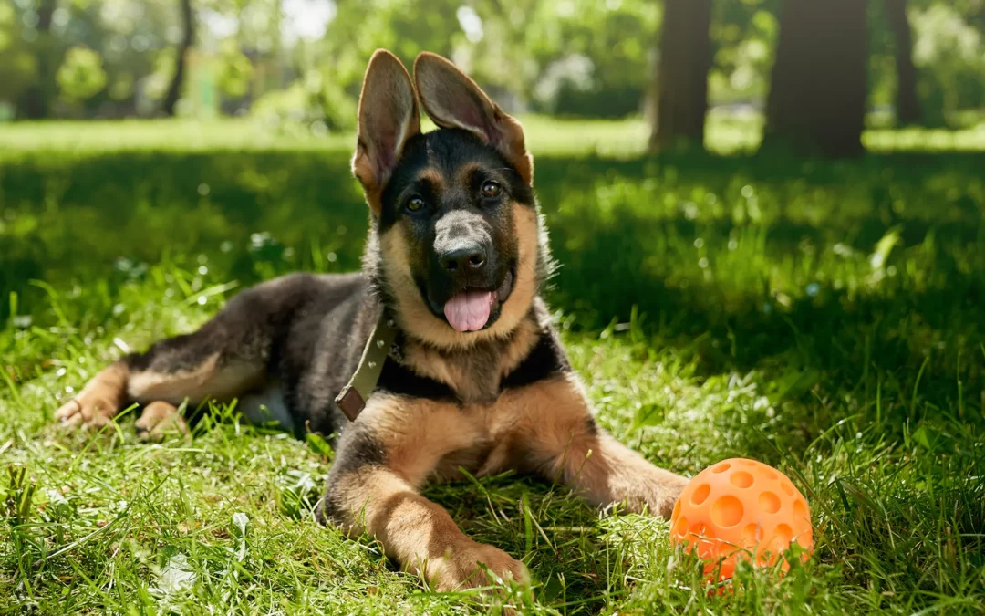 Pourquoi faire appel à un éducateur pour son chien ?